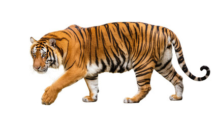 Obraz premium Majestic Bengal tiger walking gracefully, powerful wild cat with striking orange fur and black stripes
