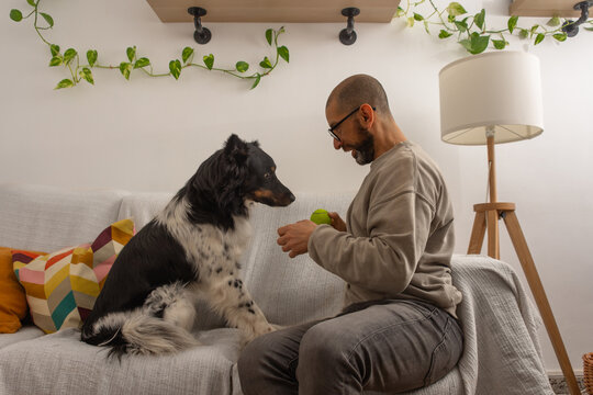 Adult man sitting on couch showing ball to dog at home