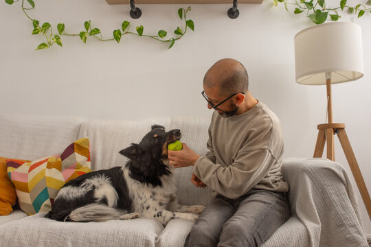 Adult man sitting on couch holding ball while dog bites it at home