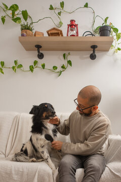 Adult man brushing dog on couch at home with cozy living room scene