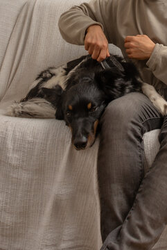 Dog relaxing on couch while man brushes fur at home cozy scene