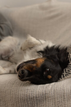 Funny tricolor dog lying upside down on sofa looking at camera with a silly expression