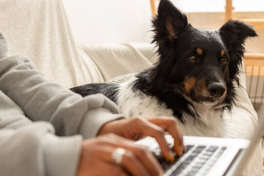 close up dog face in sharp focus while woman types on keyboard with shallow depth of field at home