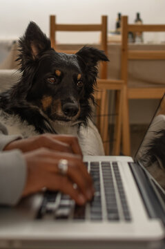 close up dog face in sharp focus while woman types on keyboard with shallow depth of field at home