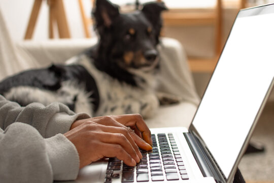 Close up of hands typing on laptop with border collie resting on couch in blurred background