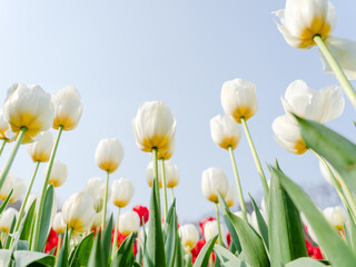 Obraz premium Close-up of the colorful tulips in spring