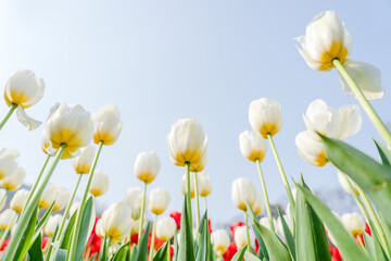 Fototapeta premium Close-up of the colorful tulips in spring