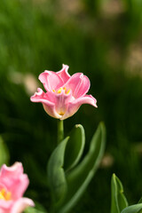 Fototapeta premium Close-up of the colorful tulips