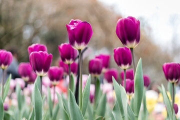 Obraz premium Purple tulips as the background