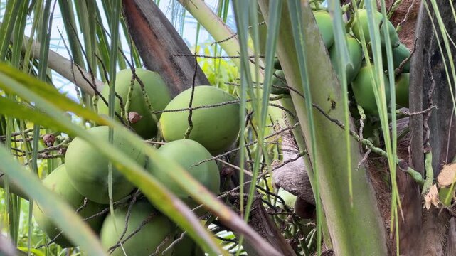 A hanging cluster of green coconuts is attached beneath long leaves on a tall palm with the textured trunk visible in a humid tropical growing area. Coconut harvest.