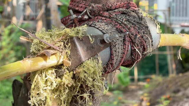 A man trims the outer layer of a sugarcane stalk with a tubular knife while standing near trees and a cultivated garden area during preparation of raw material. Traditional technique.