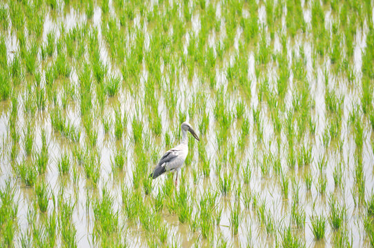 Anastomus oscitans, Asian openbill or Asian Openbill stork or Ciconia boyciana or  Oriental stork or bird in the rice field