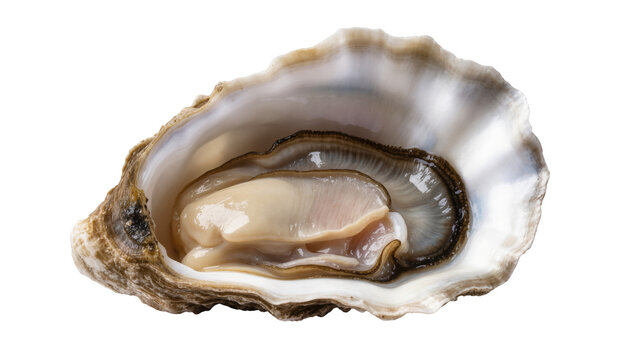 Freshly shucked raw oyster in its shell, a gourmet seafood delicacy ready to enjoy
