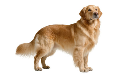 Obraz premium Majestic purebred Golden Retriever dog standing elegantly, looking with gentle expression