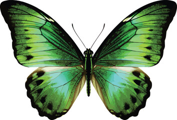 Vibrant green butterfly with black spots © Poster_Event