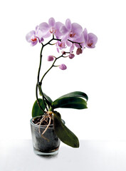 Naklejka premium pretty pink orchid Phalaenopsis close up