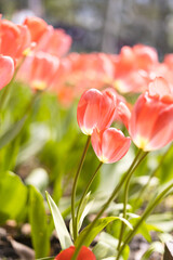 Fototapeta premium Pink tulips as the background