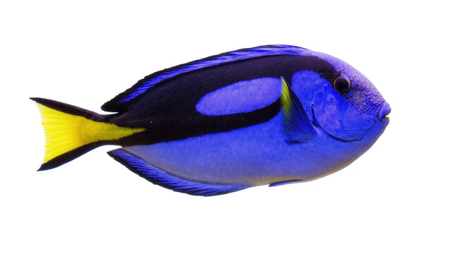 Stunning vibrant blue tropical marine fish, the famous Dory, a Palette Surgeonfish