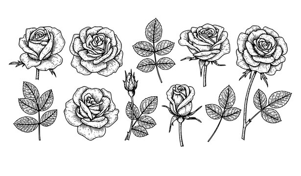 Vintage engraved rose set detailed botanical flower illustration with line hatching classic floral vector isolated on white background