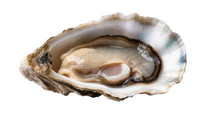Exquisite fresh oyster, opened to reveal its tender meat, a delicacy for seafood lovers © Patricia