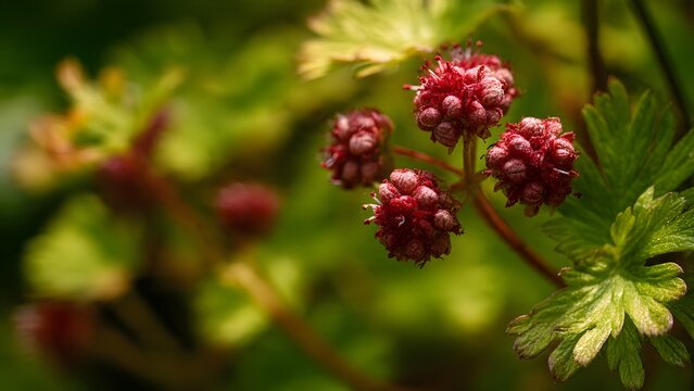 Macro shot of vibrant red aggregate fruits on a green plant with soft bokeh background
