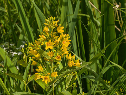 Yellow loosestrife flowers - Lysimachia vulgaris. 