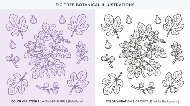 Fig Tree Botanical Illustrations in Lavender with detailed leaves, figs, and blossoms for botanical art and design.