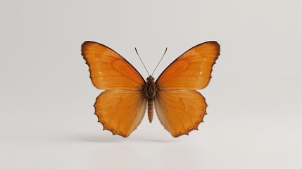 Fototapeta premium orange butterfly top view isolated macro insect
