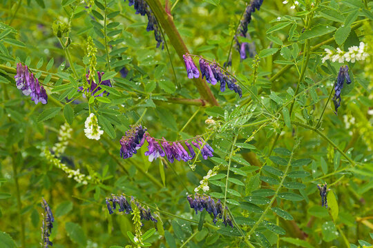 
Purple flowers of hairy vetch - Vicia villosa. 