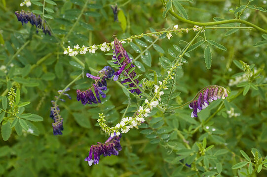 White sweetclover and purple hairy vetch flowers with raindrops in a meadow 