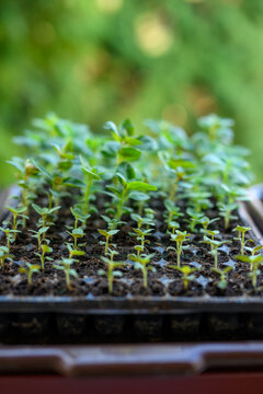 Young snapdragon flower seedlings in their propagation tray. Cut flower garden DIY. Plant seedlings.