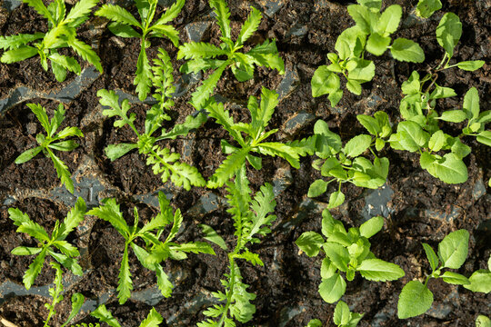 Young yarrow flower seedlings in their propagation tray. Cut flower garden DIY. Achillea Plant seedlings. Top view.