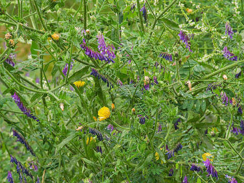 
Purple flowers of hairy vetch - Vicia villosa. 