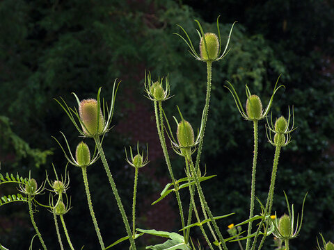 bright green teasle flower buds, selective focus on a dark bokeh background - Dipsacus 