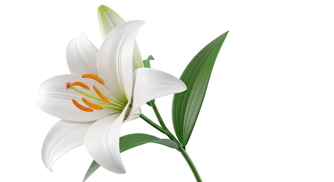 Elegant White Lily Flower with Green Leaves