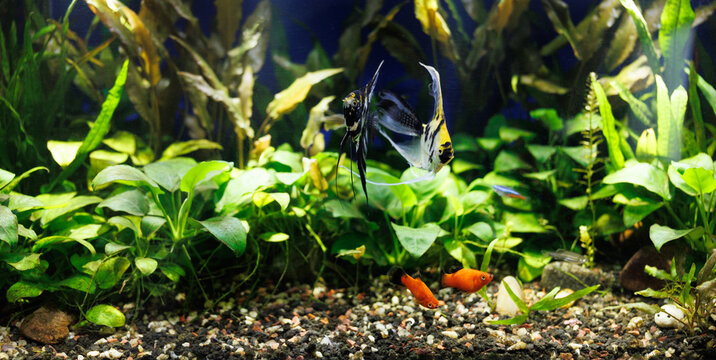 Black and white striped Angelfish (Pterophyllum scalare), red platies and danio in a freshwater planted aquarium