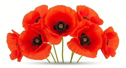Obraz premium A vibrant bouquet of red poppies against a clean white background