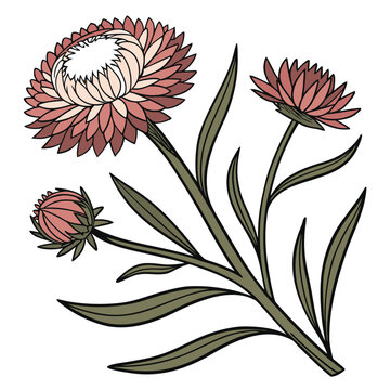 strawflower on white