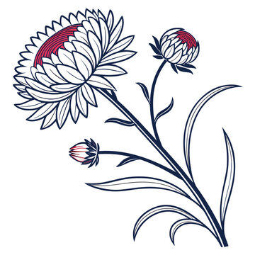 strawflower line art on white background