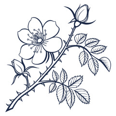 Fototapeta premium sensitive briar line art flower vector