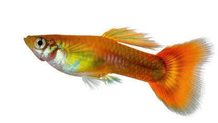 Fototapeta premium Beautiful orange guppy fish with vibrant colorful body and long flowing fins in profile