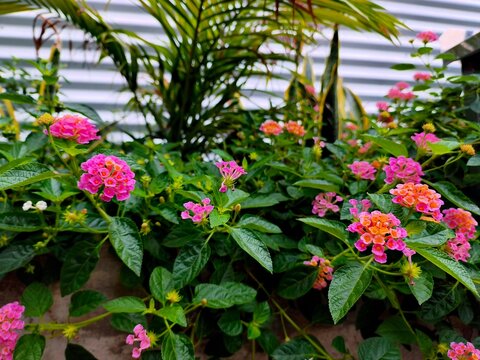 Vibrant Pink and Orange Lantana Camara Flowers Blooming in Tropical Garden
