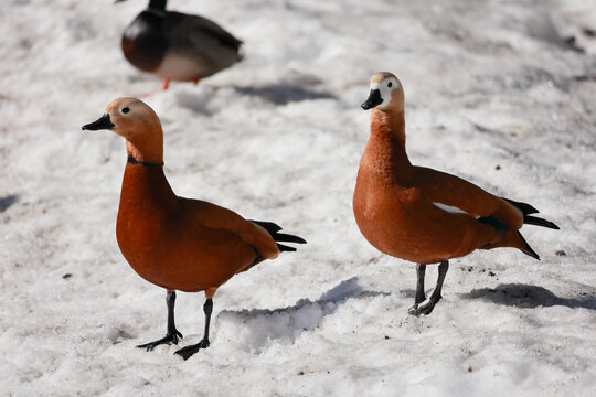 Two ruddy shelducks standing on fresh white snow
