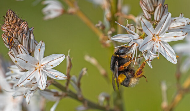 Il bombo e l'asfodelo