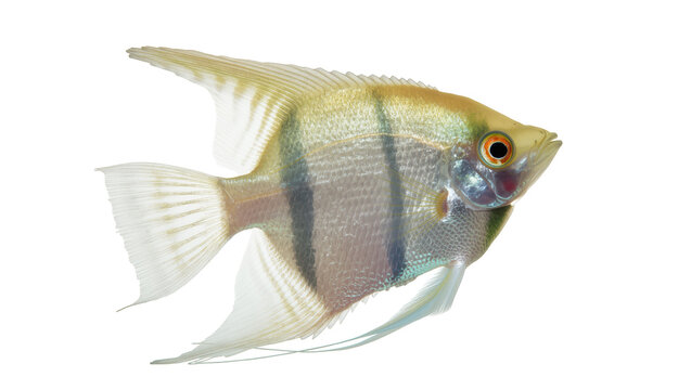 A beautiful angelfish with shimmering scales and elegant fins swimming gracefully, side view