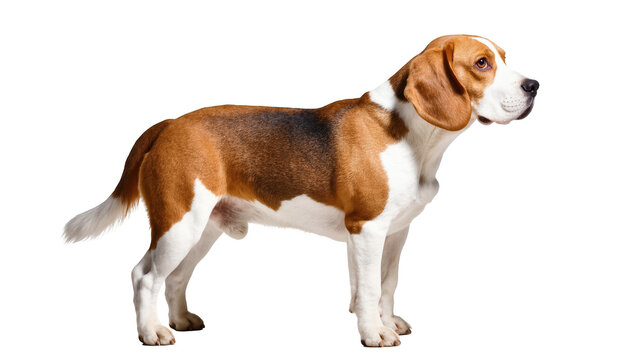 Elegant tricolor Beagle dog full body profile portrait standing with alert expression