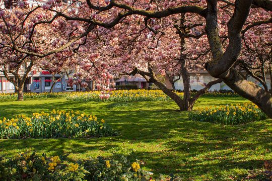 Blooming magnolia trees and yellow daffodils in Kaiserg&auml;rtchen park, W&uuml;rzburg, Germany