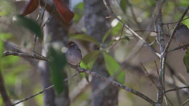 Chipping Sparrow perched on a limb on a windy day