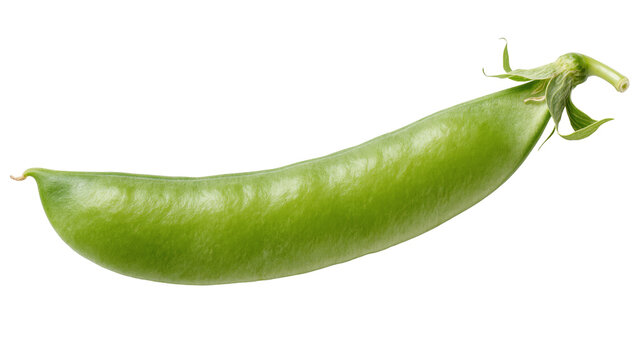 Single vibrant green pea pod, a fresh and natural healthy food ingredient