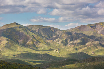 Naklejka premium Carrizo